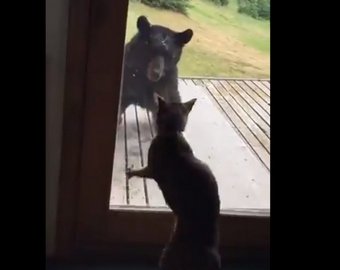 Кот спас дом от медведя