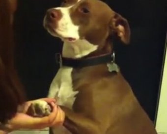 Собака изобразила обморок после попытки подстричь ей когти