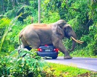 Слон прилег на автомобиль с туристами в Таиланде