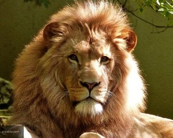 Посетительница зоопарка залезла в вольер, чтобы подразнить льва