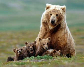 Автопилот Teslа спас жизнь медведице с детенышами