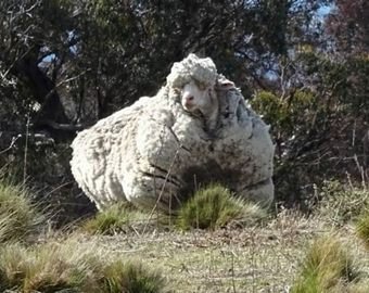 Cамая лохматая овца в мире умерла в Австралии