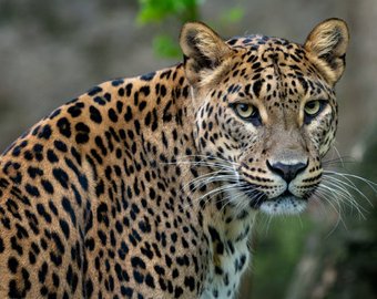 Молниеносная реакция спасла леопарда от гибели