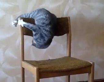 Кот-акробат поразил интернет-пользователей трюками на стуле