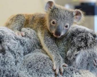 Детеныш коалы принял собаку за свою маму и умилил интернет-пользователей