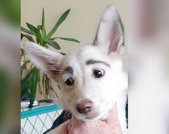 Собака с «человеческими» бровями стала интернет-звездой