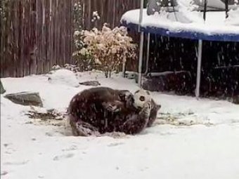 Американец снял на видео медведя, играющего в мяч в его дворе