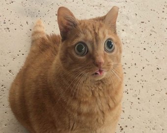 Кот с самыми большими глазами в мире набирает популярность в интернете