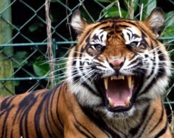Мужчина снял «нападение» тигра на своего ребёнка