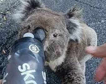 Интернет-пользователей расстрогало видео с попросившей воды у людей коалой
