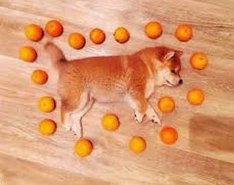 Пес насмешил интернет-пользователей любовью к мандаринам