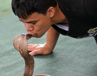 Змеелов полез целоваться к кобре и получил отпор