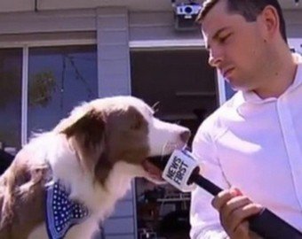 Собака испортила интервью, сожрав микрофон