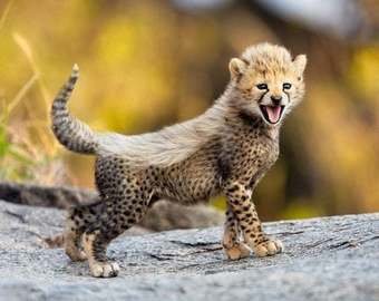 Детеныш гепарда, который учится охотиться, покорил сеть