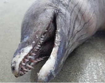 Зубастое чудовище вынесло из глубин океана
