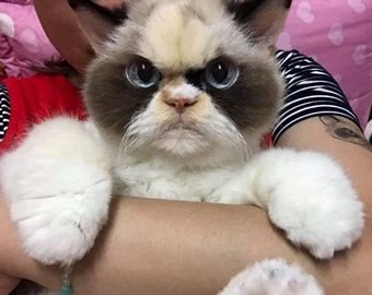 Пользователи Сети нашли "наследницу" Grumpy Cat
