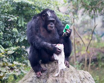 Шимпанзе постирал одежду смотрительнице зоопарка