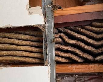 Пчелы прятались под потолком квартиры и заготовили 45 килограммов меда