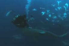 Во время съемок документального сериала оператор отбивался от акул камерой