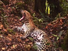 Ученые записали на видео редкого леопарда