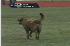 Как дворняжка стала героиней матча между "Спартаком" и ЦСКА