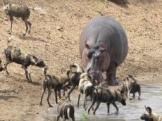 Бегемот попытался спасти детеныша антилопы от хищников