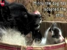 Собака усыновила котят