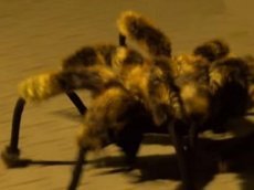 На улицах Польши «страшное чудовище» пугает прохожих