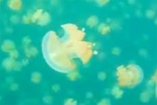 Палау — озеро медуз