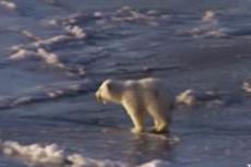 Медведи тоже любят покататься на льду