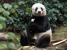 В Гонконге живет панда-долгожитель