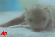 В Китае после землетрясения стали резко плодиться гигантские панды