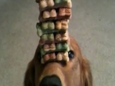 Пес-фокусник