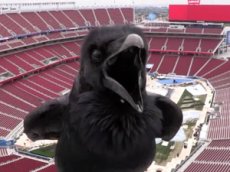 Любопытная ворона стала звездой YouTube
