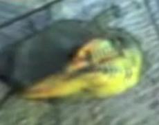 Из реки выловили монстра