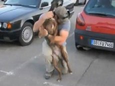 Пес встречает хозяина с войны