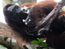 Орангутанг помылся с мылом и стал звездой YouTube