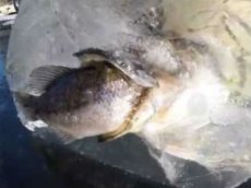 Рыбаки вытащили из реки кусок льда с щукой, пожирающей рыбу