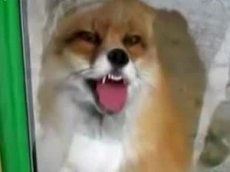 Лиса научилась пародировать Аршавина