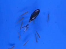 Робот заставил рыб плыть, куда надо