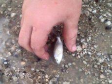 В Австралии во время дождя с неба падала рыба