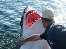 Американец запечатлел на видео атаку акулы во время подводной рыбалки