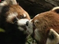 Брачные игры красных панд