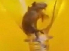 Житель Аргентины нашел мертвую мышь в бутылке Coca-Cola