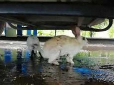 Видео испугавшихся дождя кроликов умилило интернет-пользователей