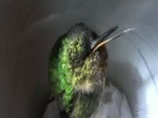 Ультрозвуковой храп …  колибри