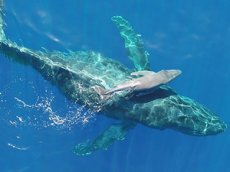Ученый снял на камеру новорожденного детеныша горбатого кита