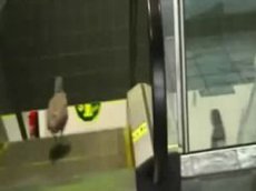 Чайка на эскалаторе