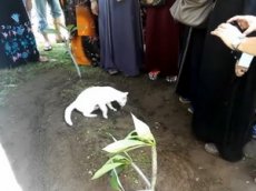 Кот пришел на могилу хозяина и отказывался уходить