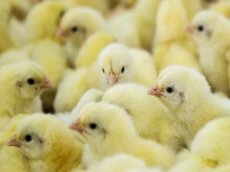 Тысячи цыплят вылупились из выброшенных на свалку яиц